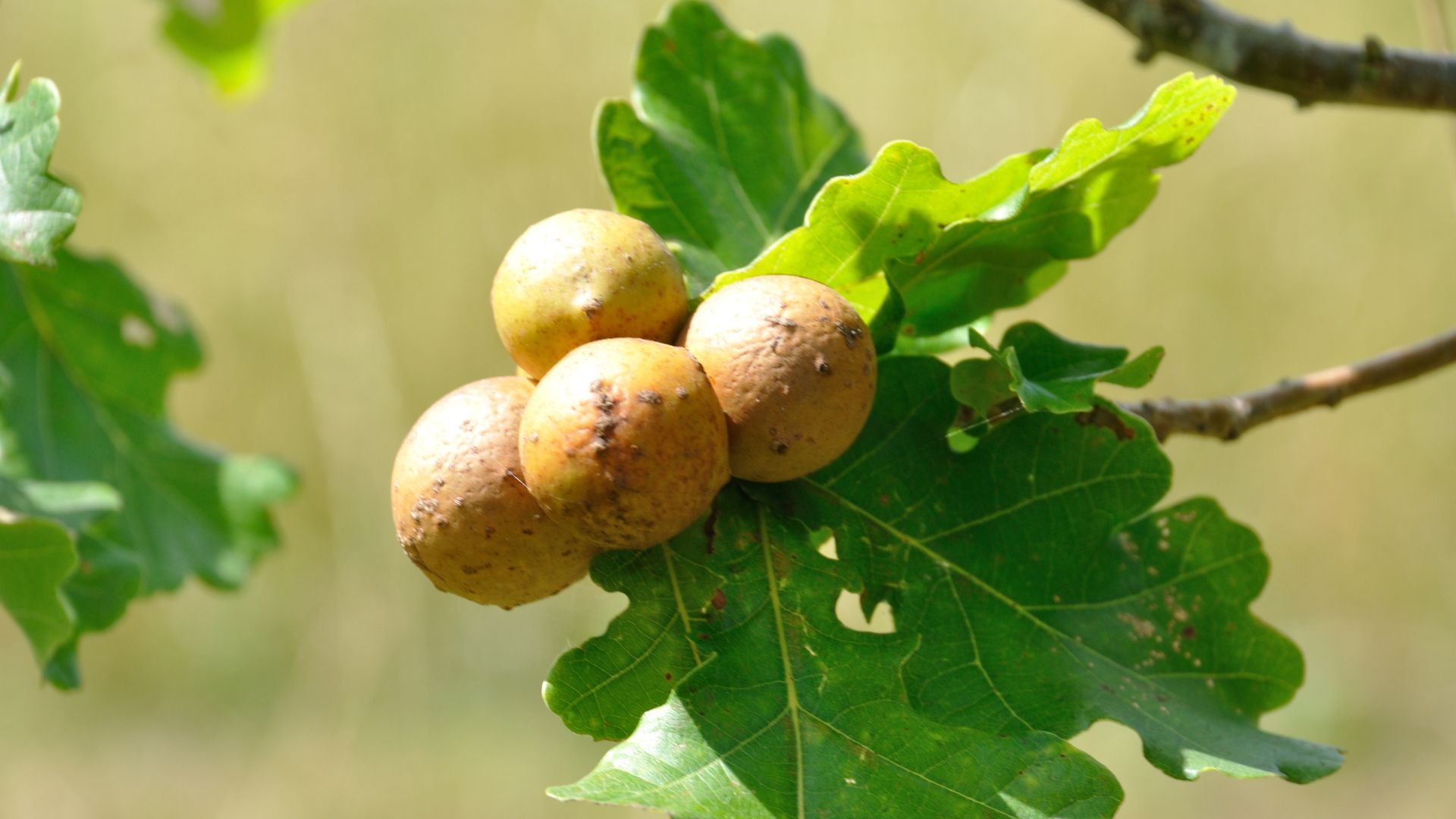 Manfaat Manjakani untuk kesehatan Kewanitaan apa aja ya?