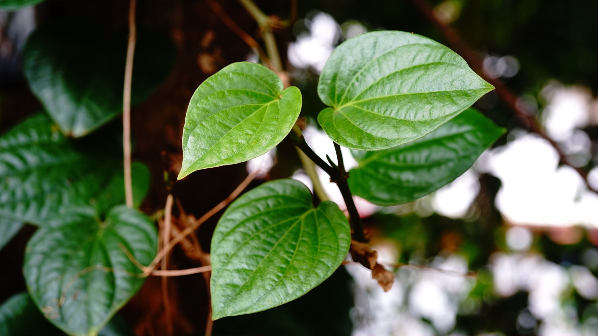Manfaat daun sirih untuk kewanitaan apa aja sih?